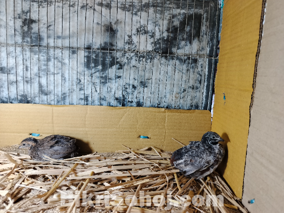 কিং কোয়েল (King Quail)